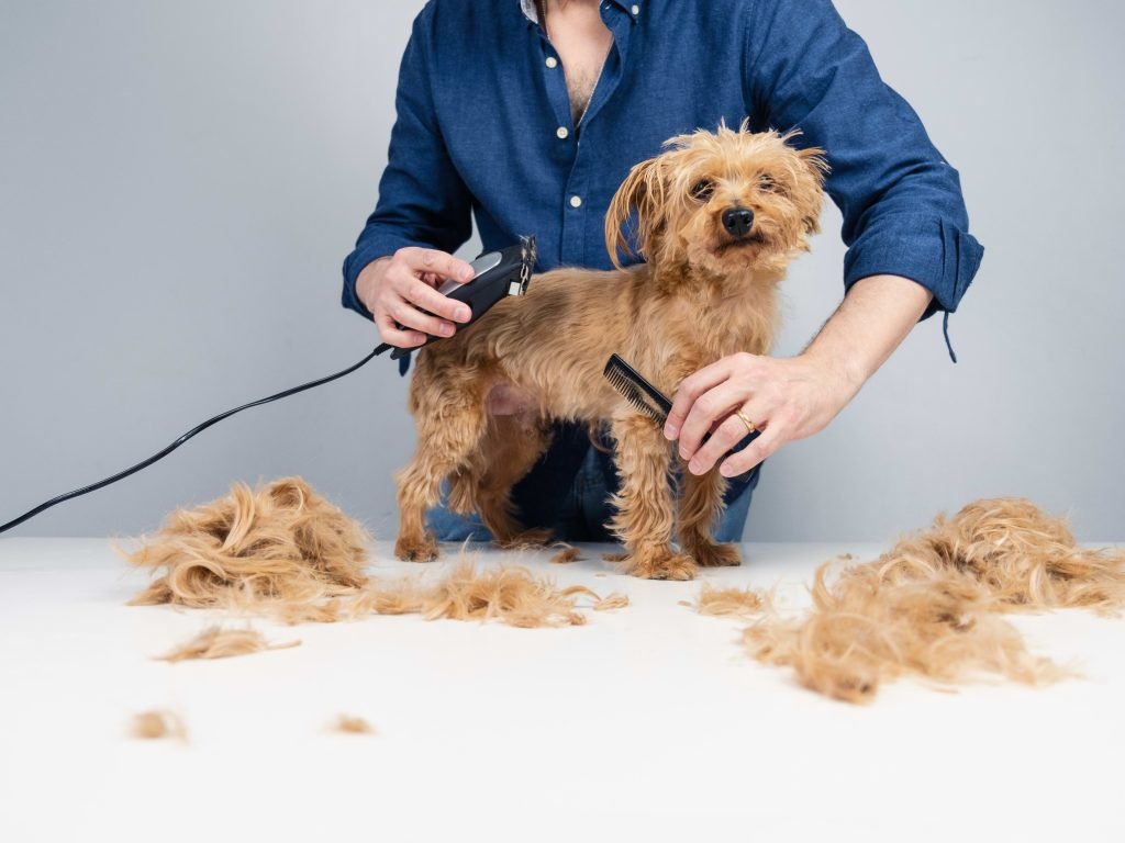 Dog Grooming Petco: Transform Your Pup Today!