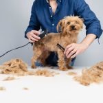 Dog Grooming Petco: Transform Your Pup Today!