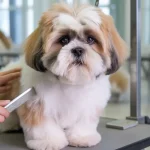 Dog Grooming Styles for Shih Tzu: Trendy Looks Unveiled