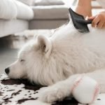 Dog Grooming Techniques Tips: Master Pro Grooming Skills