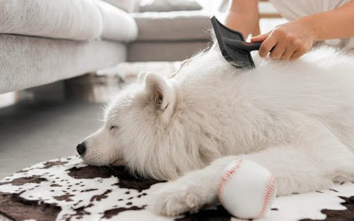 Dog Grooming Techniques Tips: Master Pro Grooming Skills
