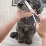 Dog Grooming Video: Transform Your Pet’s Look Today!