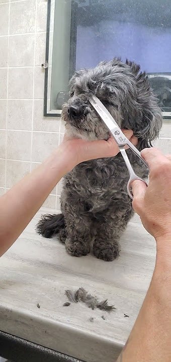 Dog Grooming Video: Transform Your Pet’s Look Today!