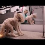 Dog Grooming Videos: Transform Your Pet’s Look Today!