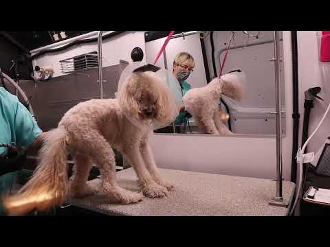 Dog Grooming Videos: Transform Your Pet’s Look Today!