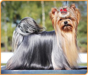 Dog Grooming Yorkshire Terrier: Top Tips for a Happy Pup
