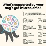 Dog Gut Health: Unlocking a Happier, Healthier Pup