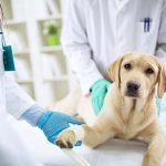Dog Hernia Surgery Cost Without Insurance: What to Expect