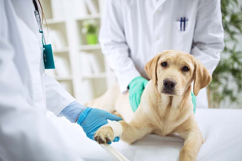 Dog Hernia Surgery Cost Without Insurance: What to Expect