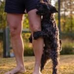 Dog Humping Behaviour: Causes, Solutions & Insights