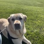 Dog Insurance for Old Dogs: Secure Their Golden Years