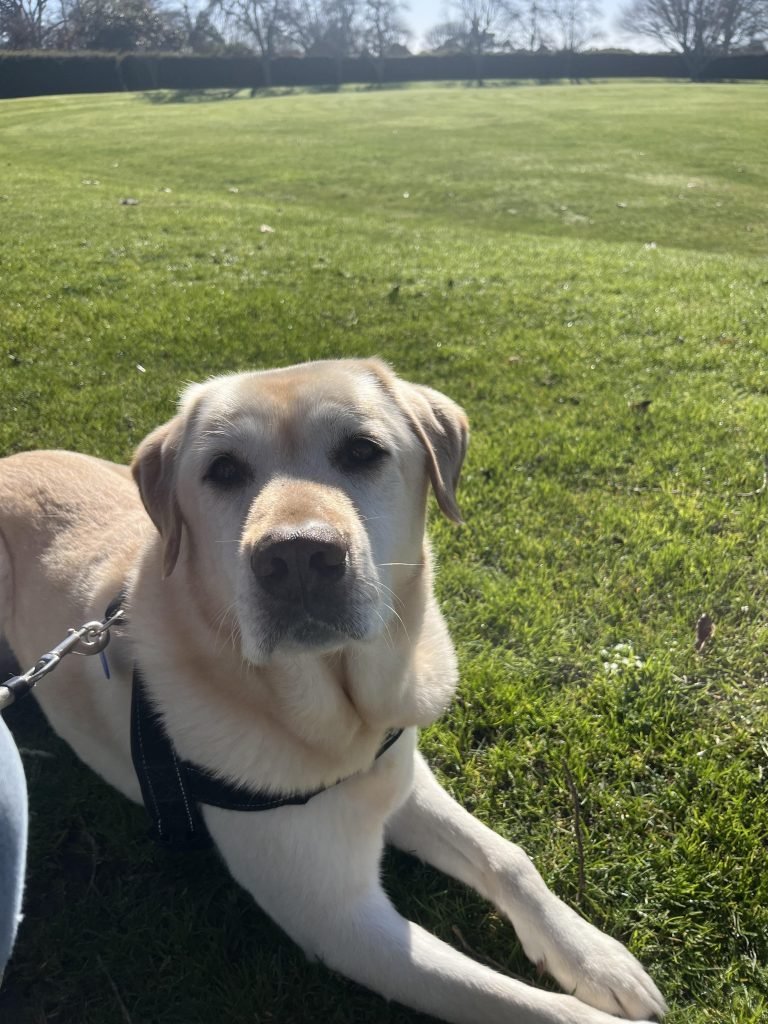 Dog Insurance for Old Dogs: Secure Their Golden Years