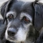 Dog Insurance for Older Dogs: Essential Coverage Tips