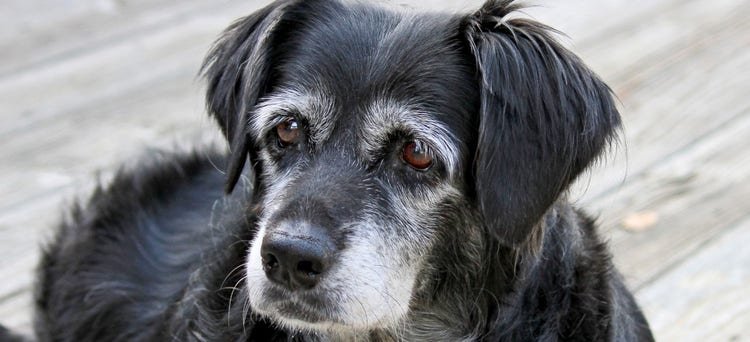 Dog Insurance for Older Dogs: Essential Coverage Tips