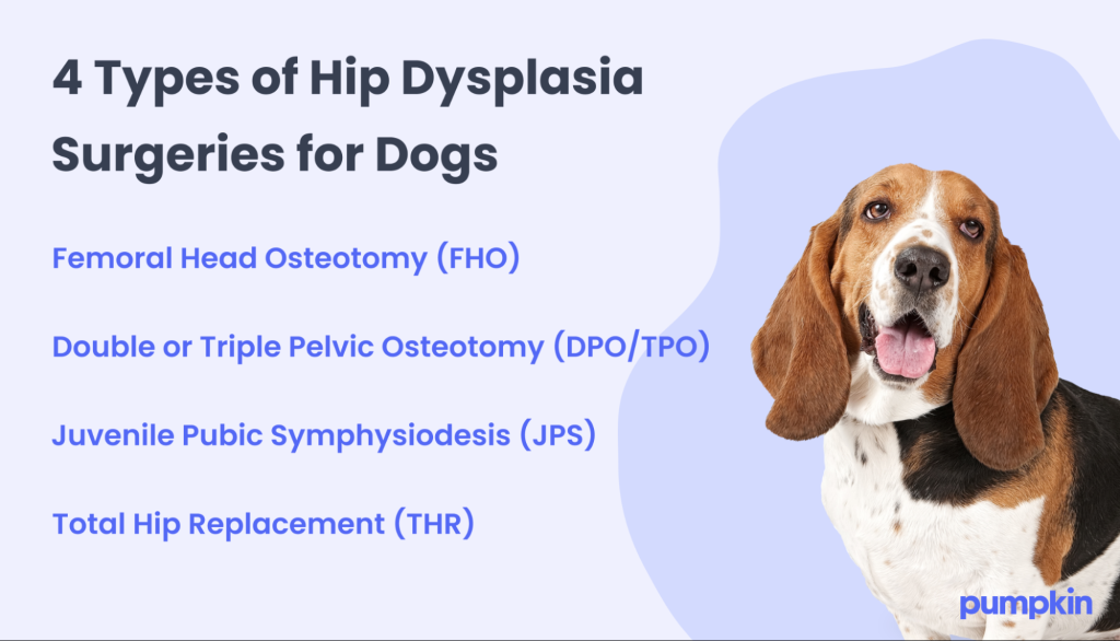 Dog Insurance Hip Dysplasia: Protect Your Pup’s Health