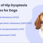 Dog Insurance Hip Dysplasia: Protect Your Pup’s Health