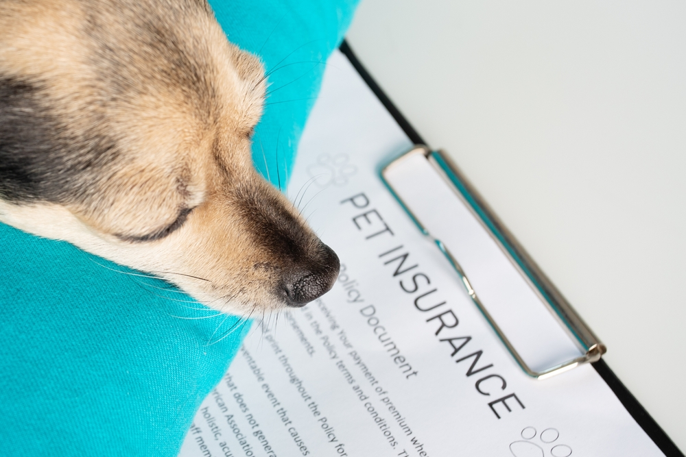 Dog Insurance Liability: Protect Your Pet & Finances