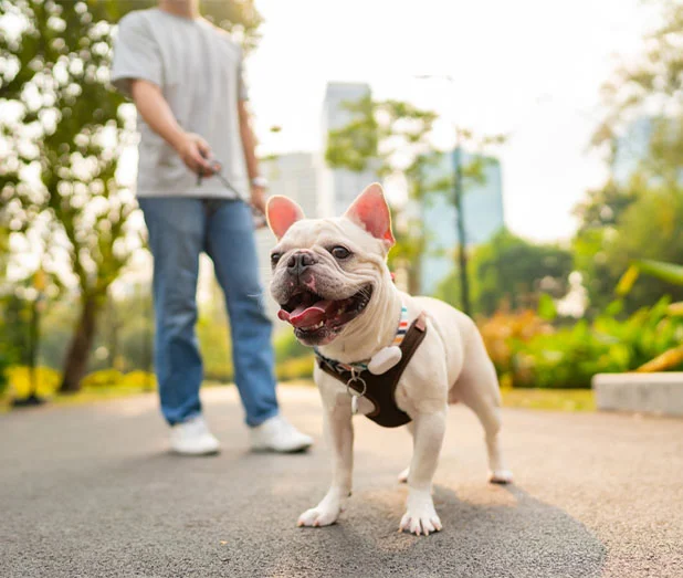 Dog Insurance NJ: Essential Tips for Pet Owners