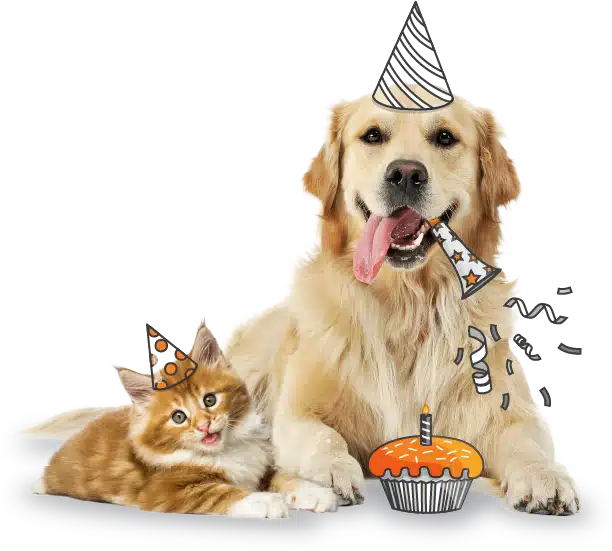 Dog Insurance Nz: Protect Your Pet with Peace of Mind