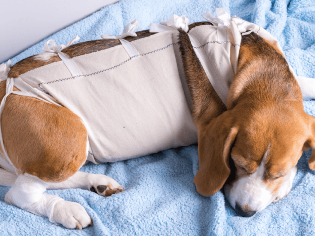 Dog Insurance That Covers Hip Dysplasia: Ultimate Guide