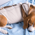 Dog Insurance That Covers Hip Dysplasia: Ultimate Guide