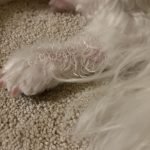 Dog Itchy After Grooming: Solutions for Soothing Relief