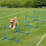 Dog Jumping Training: Boost Your Pup’s Skills