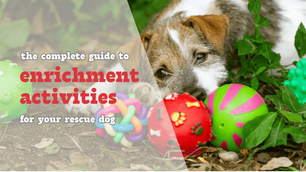 Dog Mental Stimulation Tools Guide: Boost Your Dog’s Brain Power