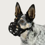 Dog Muzzle Training: Mastering Safety & Comfort
