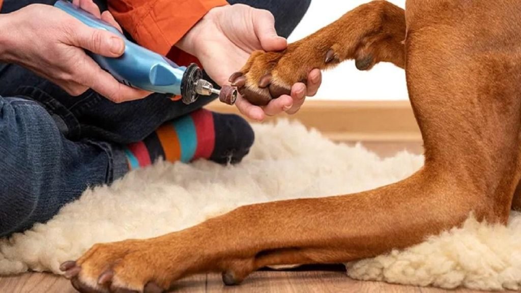 Dog Nail Grooming: Essential Tips for Healthy Paws