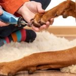 Dog Nail Grooming: Essential Tips for Healthy Paws