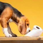 Dog Not Pooping on Bland Diet: Solutions & Tips