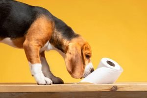 Dog Not Pooping on Bland Diet: Solutions & Tips