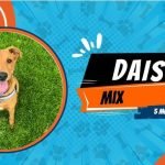 Dog off Lead Training: Master Off-Leash Freedom