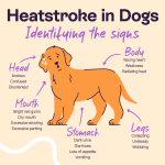 Dog on Heat Behaviour: Understanding Canine Reactions