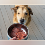 Dog on Raw Diet: Unleashing Optimal Health Benefits