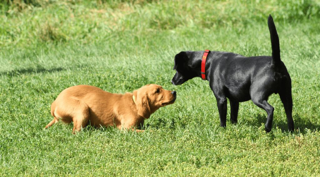 Dog Pack Behaviour: Understanding Canine Dynamics