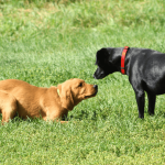 Dog Pack Behaviour: Understanding Canine Dynamics