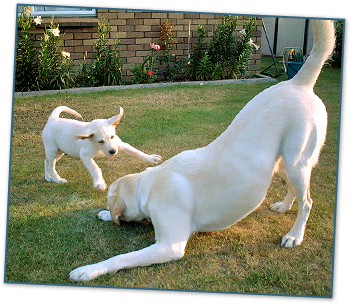 Dog Play Behaviour: Unleashing Joyful Interactions