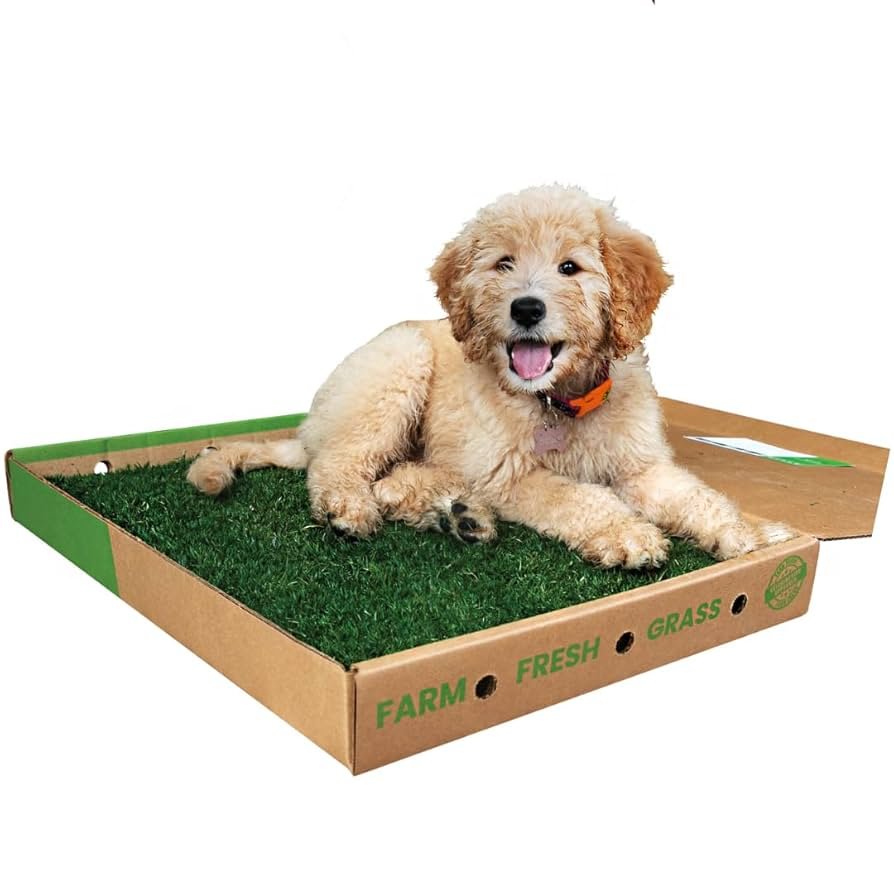 Dog Potty Training Accessories: Essential Tools Revealed