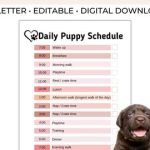 Dog Potty Training Schedule: Master the Perfect Routine
