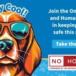 Dog Rescue Insurance: Protecting Paws & Savings