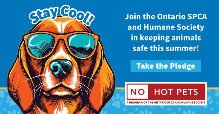 Dog Rescue Insurance: Protecting Paws & Savings