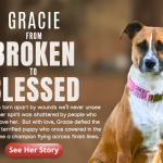 Dog Rescue Stories: Heartwarming Tales of Hope