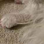 Dog Scratching After Grooming: Causes & Solutions