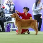 Dog Show Training: Master Techniques for Winning