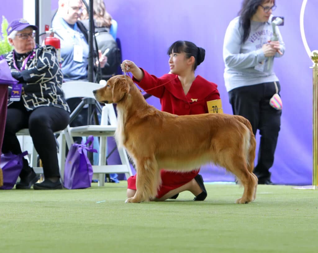 Dog Show Training: Master Techniques for Winning