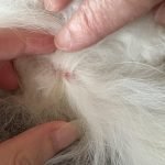 Dog Skin Irritation After Grooming: Solutions & Tips