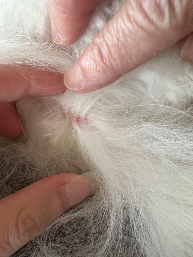 Dog Skin Irritation After Grooming: Solutions & Tips