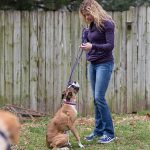 Dog Socialisation Training: Unlock Your Pup’s Potential